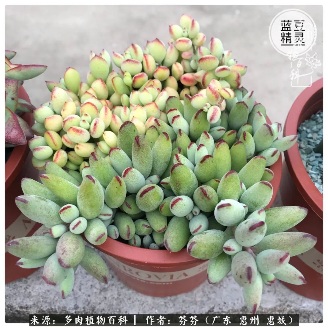 养花|一种爱好就是一种境界，养花养多肉可以培养一个人的心境！