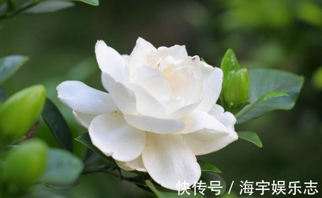 花苞|栀子花花期养护你知道吗这几点很重要,否则容易造成花苞脱落
