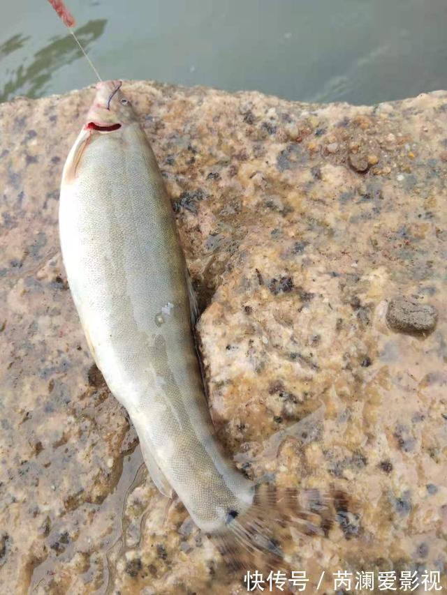 长江君|淮河还有这种鱼?信阳钓友钓起一条奇鱼,称:几十年来第一次见