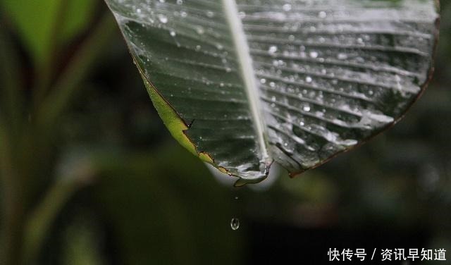 一声声一更更，点滴芭蕉心欲碎，7首古诗词，听雨落下的声音