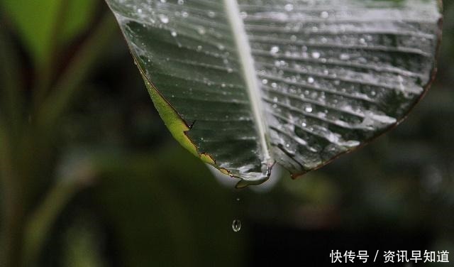 一声声一更更,点滴芭蕉心欲碎,7首古诗词,听雨落下的声音