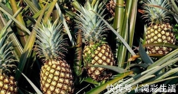 黄鳝鱼|血糖高患者别担心,多吃这3种食物食物,稳定血糖更健康!