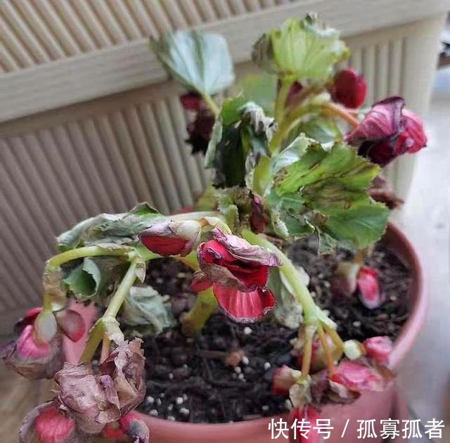 3种花好看“颜值”高,但是能养好的花友不多!