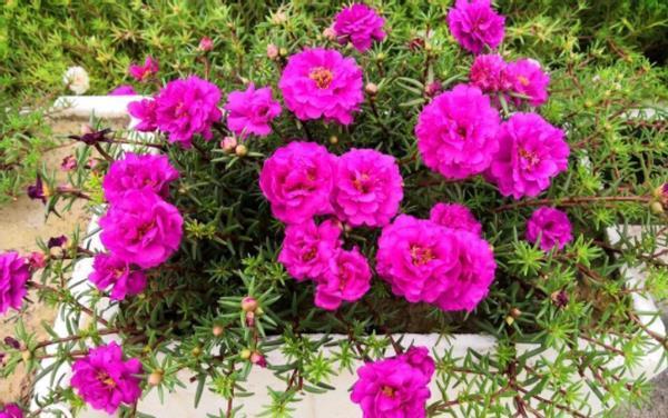 暖春来临时,培育太阳花认真做好这些事情,盆里将冒出很多新芽