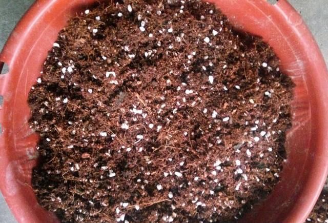 绿萝剁八段，埋土里就发芽，10天长出一茬苗