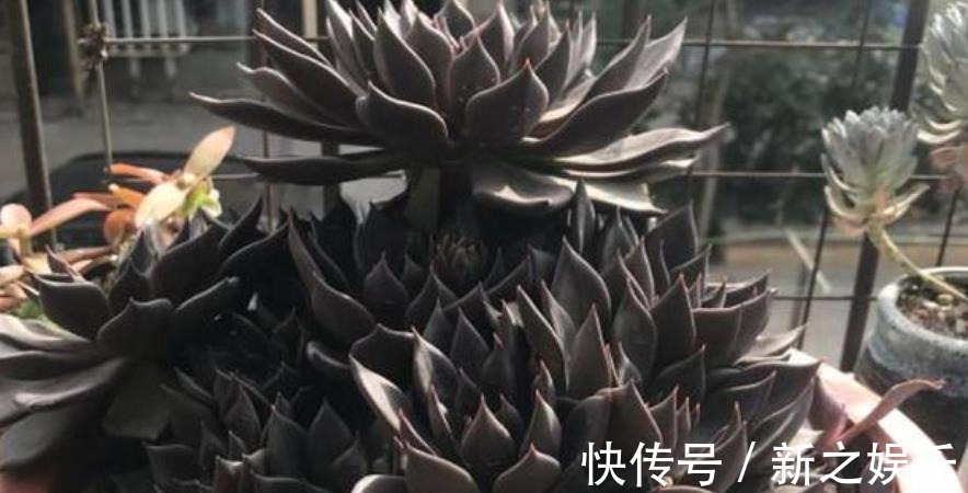 秋天养一盆多肉黑王子,机制状态下霸气侧漏,谁见了都夸大气