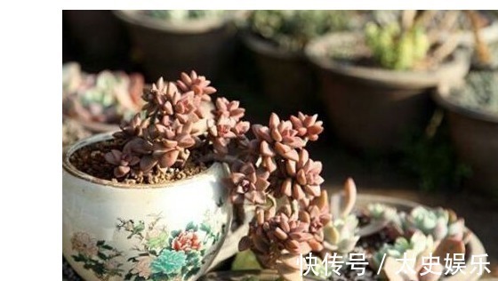 姬胧月|以下5种多肉,最容易爆盆!养上几盆,分分钟养爆盆,花盆装不下