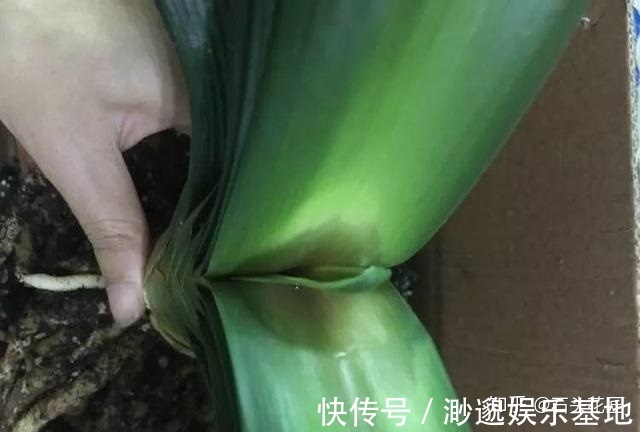 养花别浇4种“夺命水”，浇1次就烂根、烂芯，一定要当心