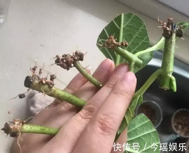 2种扦插法，插什么活什么，养花人都要会，新手也能做得好！