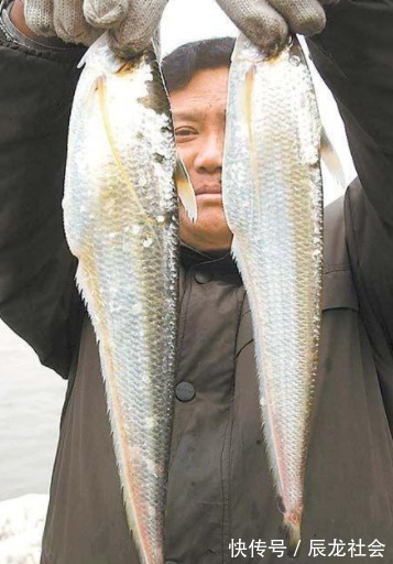 灭绝|这鱼以前泛滥成灾,如今却被人们吃到灭绝,一斤就要卖上万元!