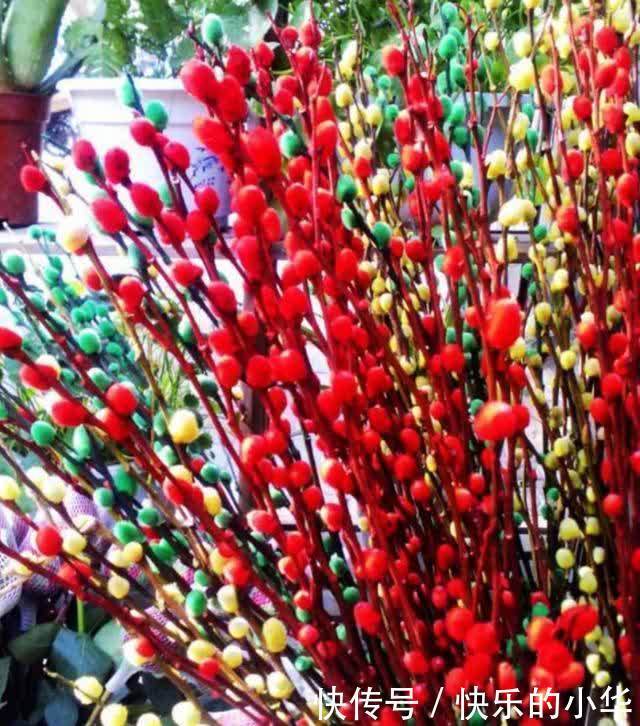 春节到了,家里养上2种花,漂亮、喜庆、有年味