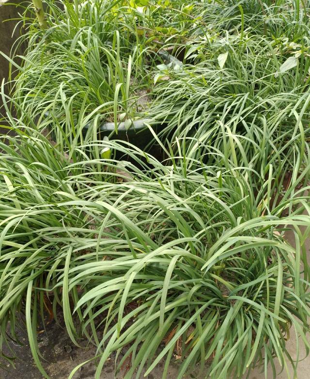 种子|秋天阳台种韭菜,用2个“小妙招”,叶片更大更绿,冬天收获多多