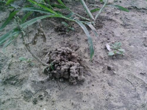 野外捡点这种怪土,碾碎撒花盆里,全都长到停不下!