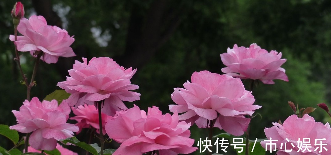 家养月季开花少教你一个小技巧,蹭蹭长花苞,邻居看到问技巧