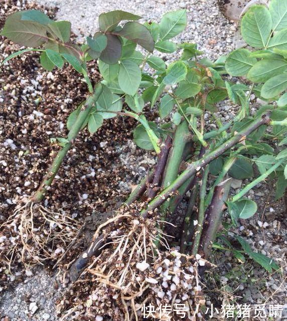 月季|这4种花就是要夏天扦插,生根快,不黑杆