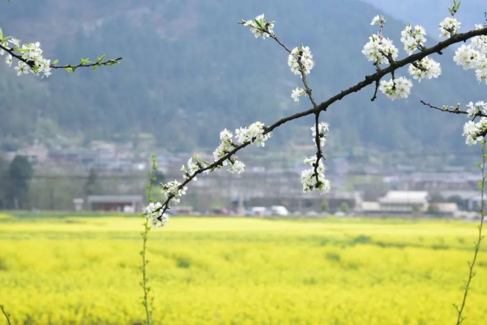 中国最美的油菜花美景地全在这里了，我去过3个，你呢？