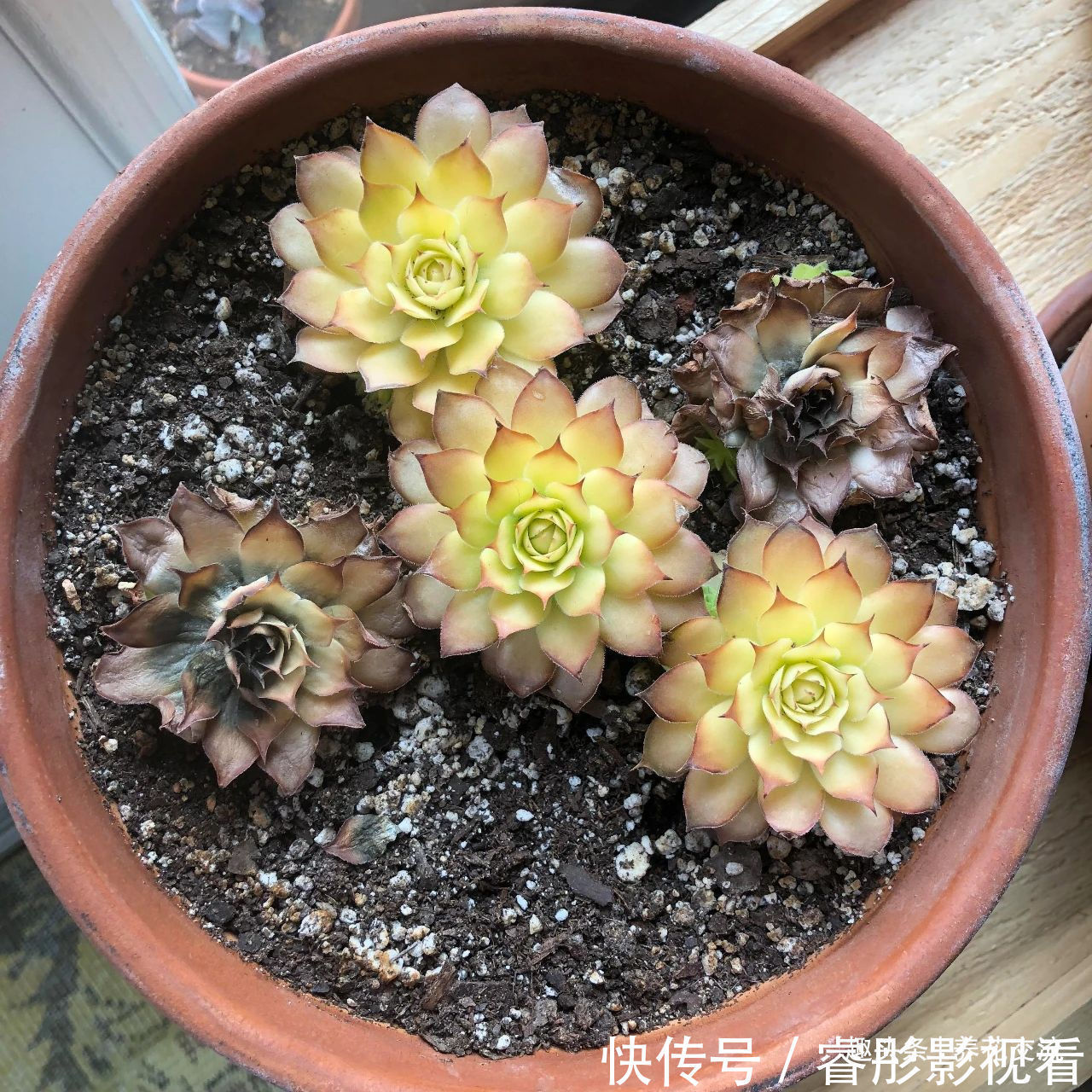 常年“爆崽”的长生草多肉,原来是开完花就挂,你能将它养好么?