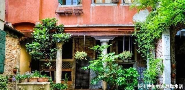 枝条|多种树木都想富!「三种树」随手掰一枝,插土生根,来年可以结果