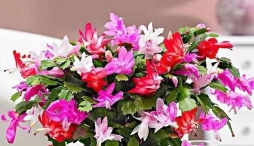 4种花埋土里就活,越旺开花越多,花开满盆,阳台开成小花园!