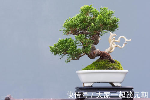 松柏类|松柏盆景是盆景界的长寿树,教你日常养护的要求和技巧,长势旺盛