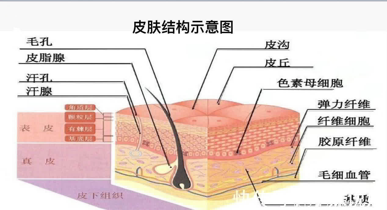 体毛|为什么有的女性体毛旺盛，有的女性几乎没有？和什么有关？