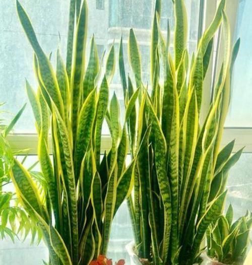 发财树|3种花最适合养客厅,叶片油绿、空气清新,自带财气,特别好