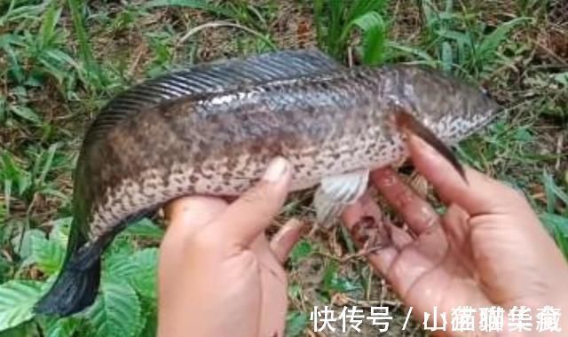 说了别不信,这套诱钓黑鱼的手段,简单又粗暴,老钓手连连称赞