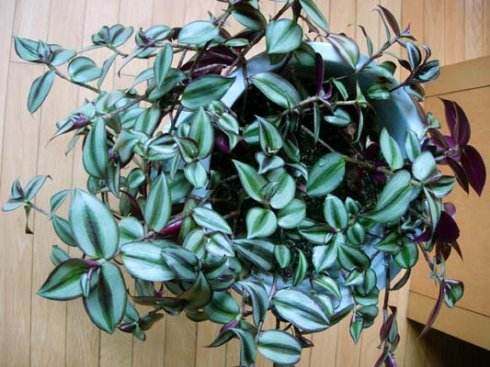 5种花卉,有水就能爆盆,不需要怎么打理,家居养花最合适了!