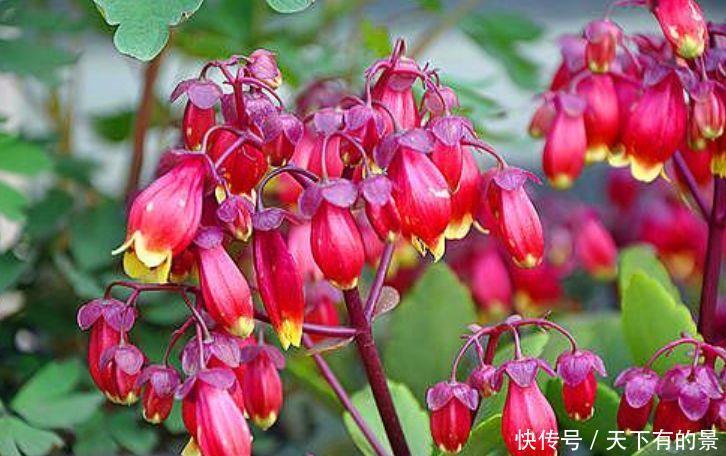 4种花卉，开花喜庆又好养，适合新手养，满屋飘香