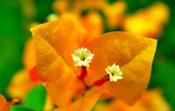 柠檬黄三角梅|喜欢三角梅，就养盆“珍稀名品”柠檬黄三角梅，花开艳丽妖娆