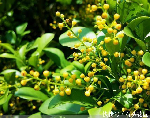 香水|把5种花养在家里，就像喷了“香水”一样，香气扑鼻