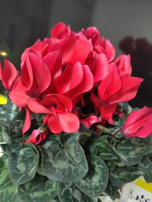 蝴蝶兰|过年不知道买什么花，3种类型随便挑，好养寓意也好