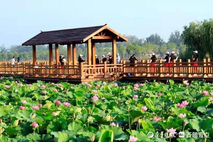 荷花节|曹县“荷花节·电商节”开幕，文化活动精彩纷呈，快来赏荷吧