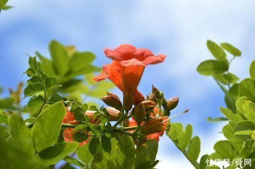 红鸾星动|7月份，桃花运势大涨，异性缘飙升，两人情感迅速升温的生肖