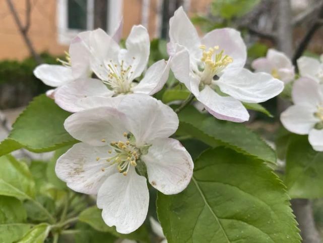 舒卷烟霞自掩映，半山芳菲绕窗棂 ——开元邀你来赏花（一）