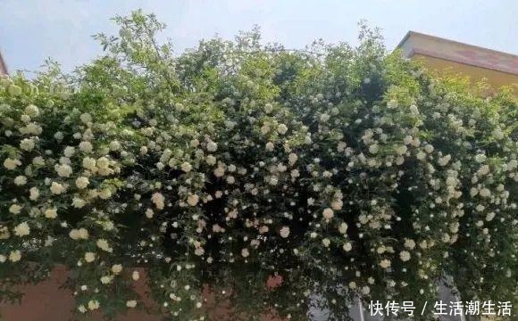 50年的桂花树，卖了5万块钱，大家觉得值吗！