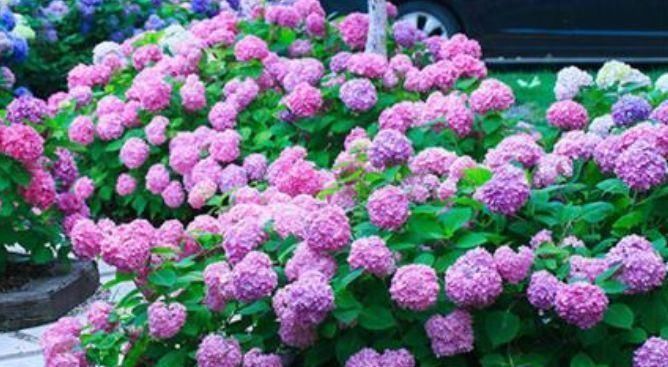 种花|4种花漂亮又好养，比牡丹好看，养在哪里都爆盆，好运到来