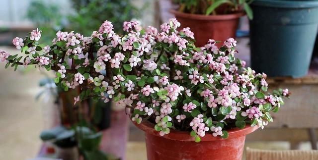 月季|花市遇到这4种花，再好看也不能买，都是假的根本养不活