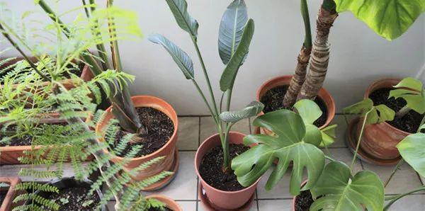 盆栽|往盆栽中滴几滴这个,月季、栀子等再也没有黄叶过