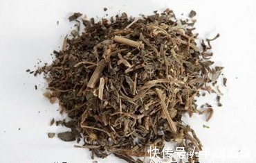 马齿笕|救命的“马儿菜”,原来对人还有这么多好处,真的”浑身是宝“