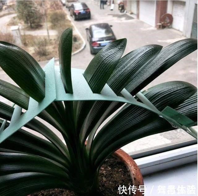 黄褐斑|养君子兰看“叶子”，水多水少有信号，养起来方便多了！