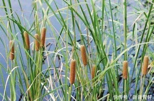 野草|在河边，碰到“1种野草”请珍惜，人称“马蹄金”，当盆栽值钱