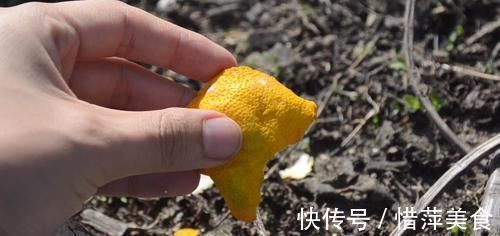 你家有吃剩下的橘子皮吗?放在卫生间特别实用,一年能省不少钱