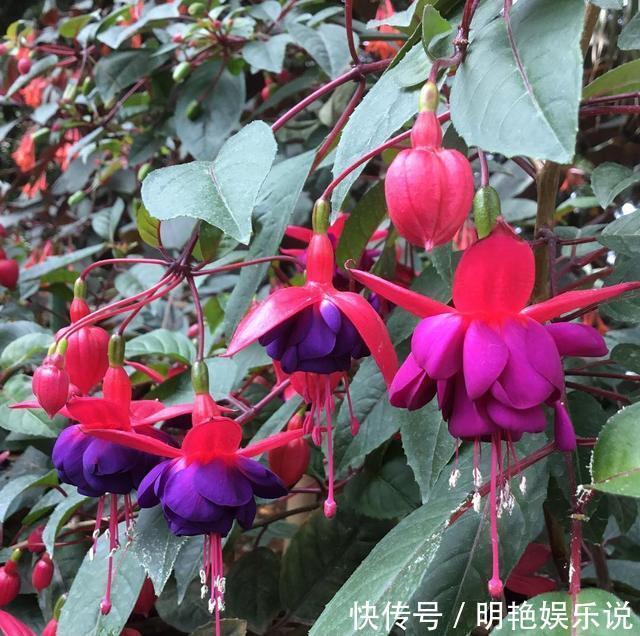 养护|4种花“高颜值”,花朵像“小仙女、红灯笼”,你家有几种?