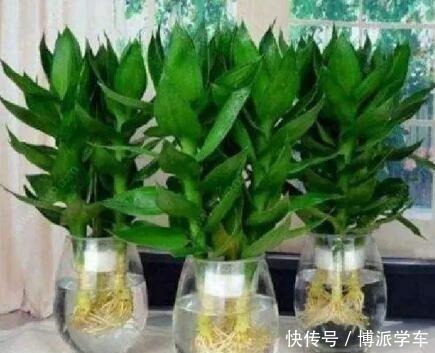 小花|家里养上“3种花”，寓意吉祥，观赏价值高，比发财树强10倍！