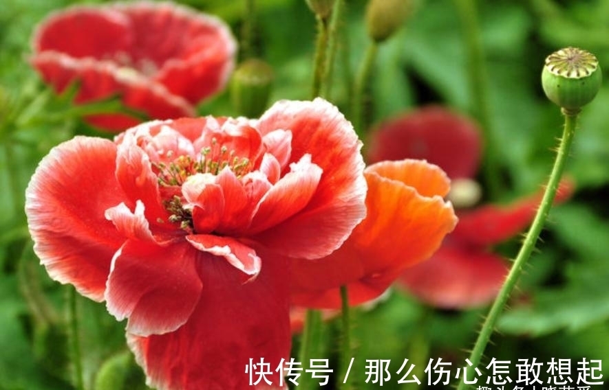 数据库|漂亮的有毒花，认识20种“大毒花”，涨知识不吃亏