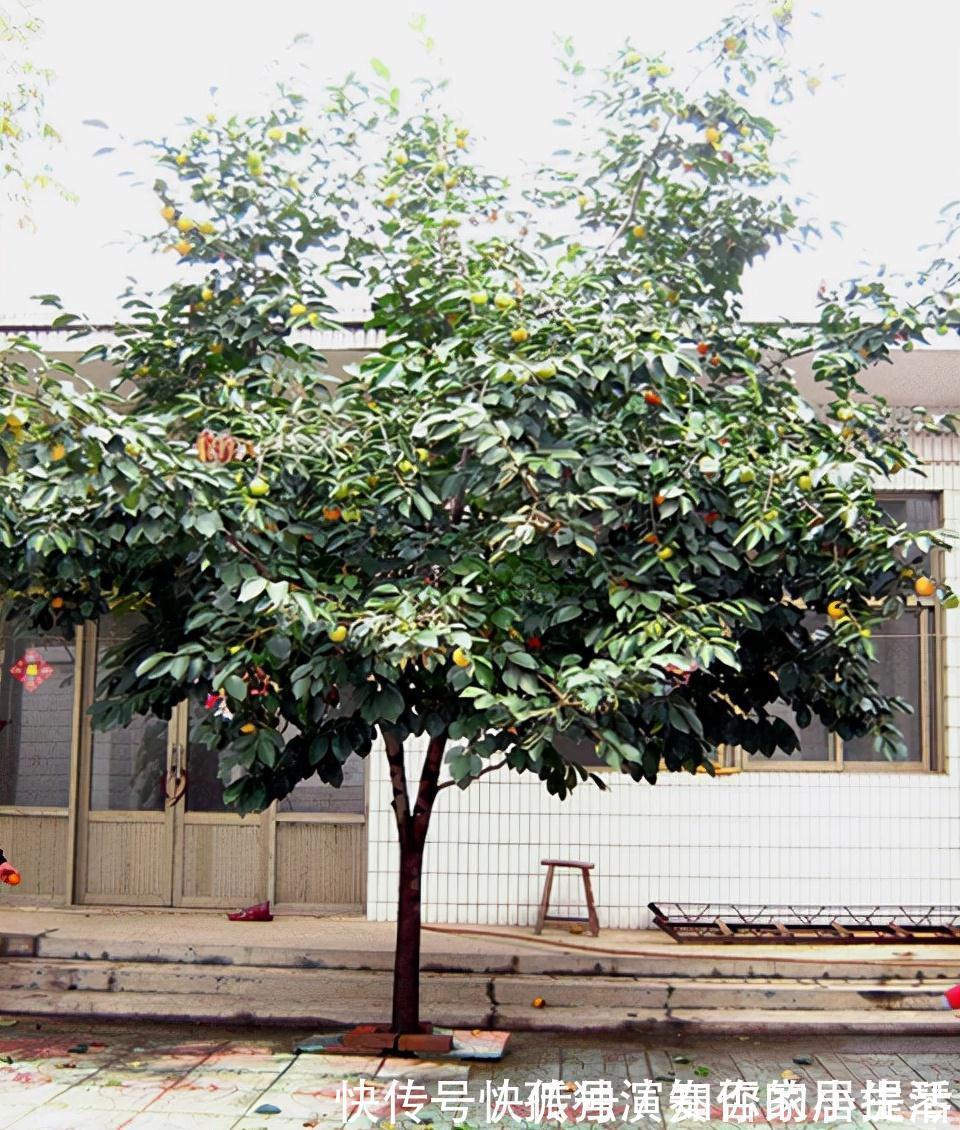 果树|3种“养人树”,漂亮有香味,能吃能观赏,建议至少养一种