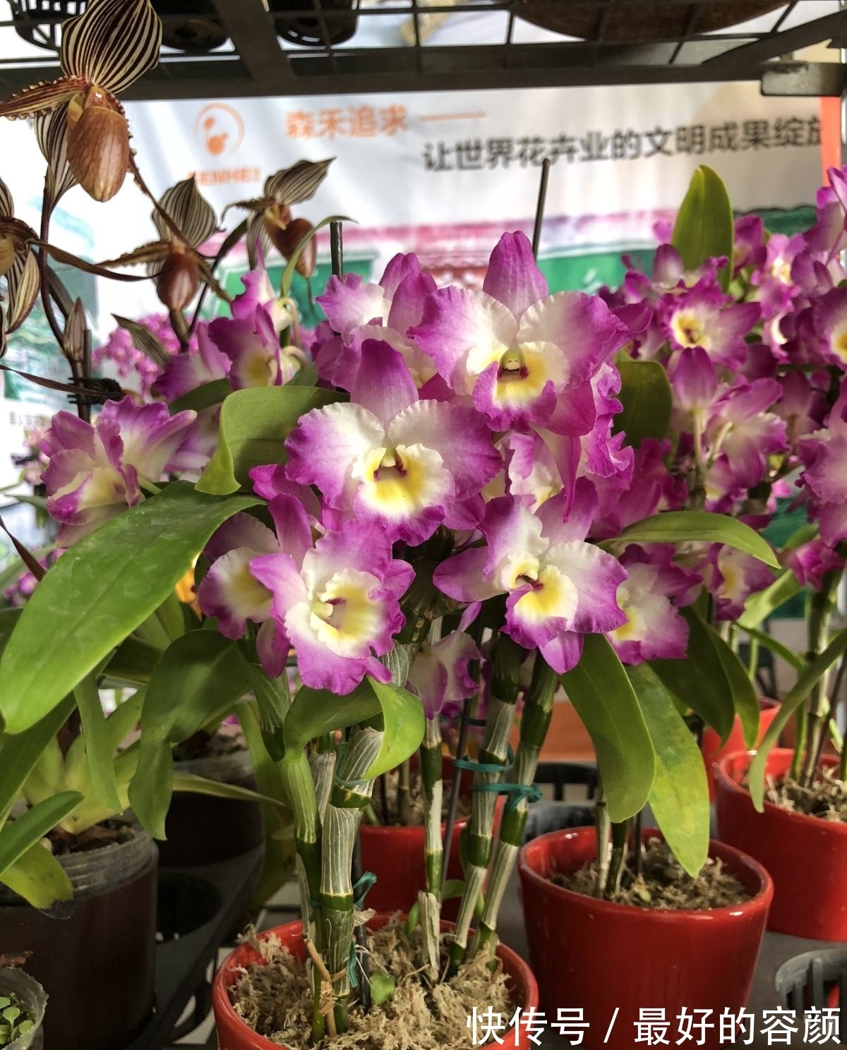 石斛花这么养,不黄叶不烂根,轻松养成“小瀑布”!