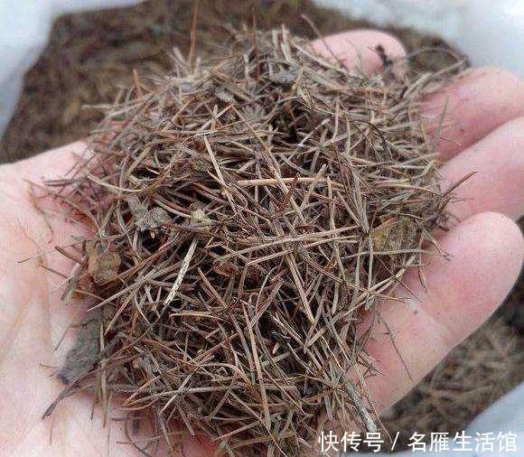 松针土|高手教你养君子兰,盆里埋2种东西,长得根粗、叶绿