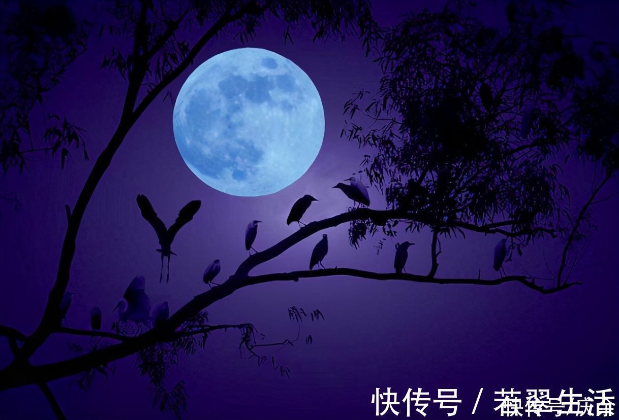 桂花&王维意境很美的一首诗,短短二十字,美到了心坎里